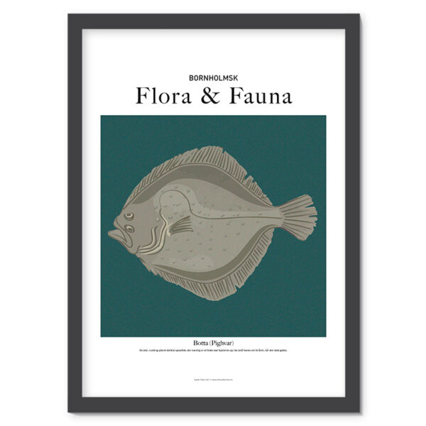 Plakat: Botta (pighvar). Bornholms flora & fauna. 50x70 cm.