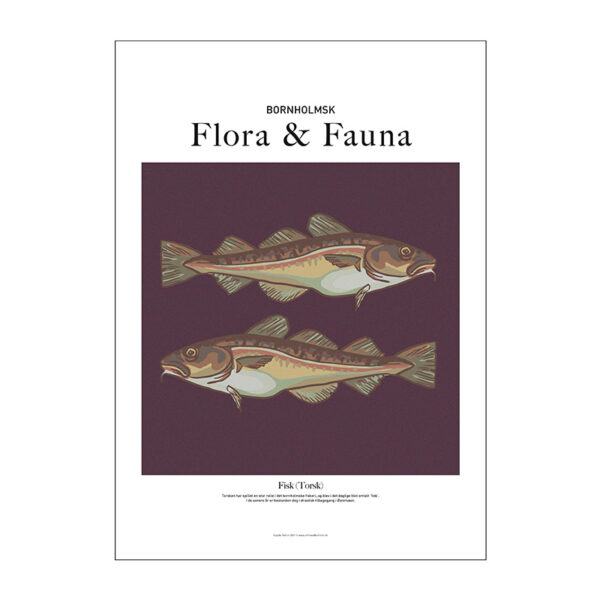 Plakat med fisk (torsk) fra Bornholm. Flora & fauna-plakat fra On The Wall Bornholm.